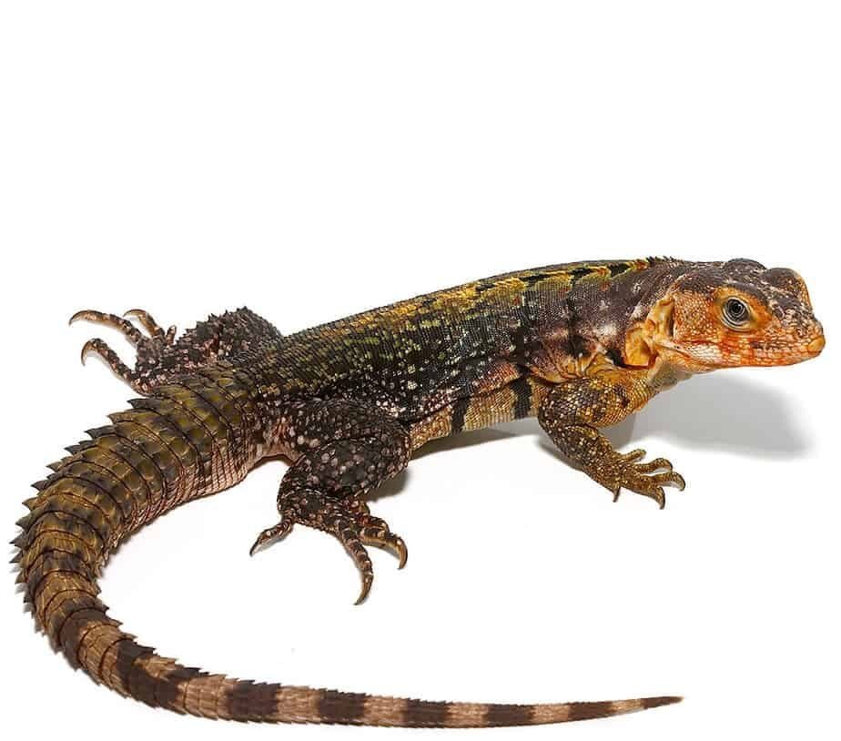 Yellow Back Spiny Tail Iguana For Sale