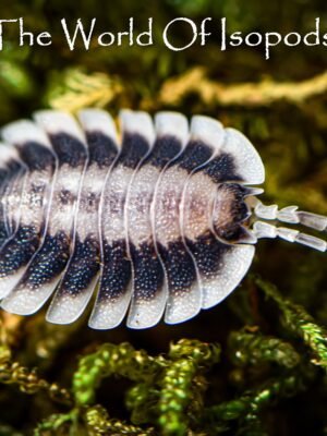 P. Werneri Silverback