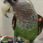 Cape Parrot