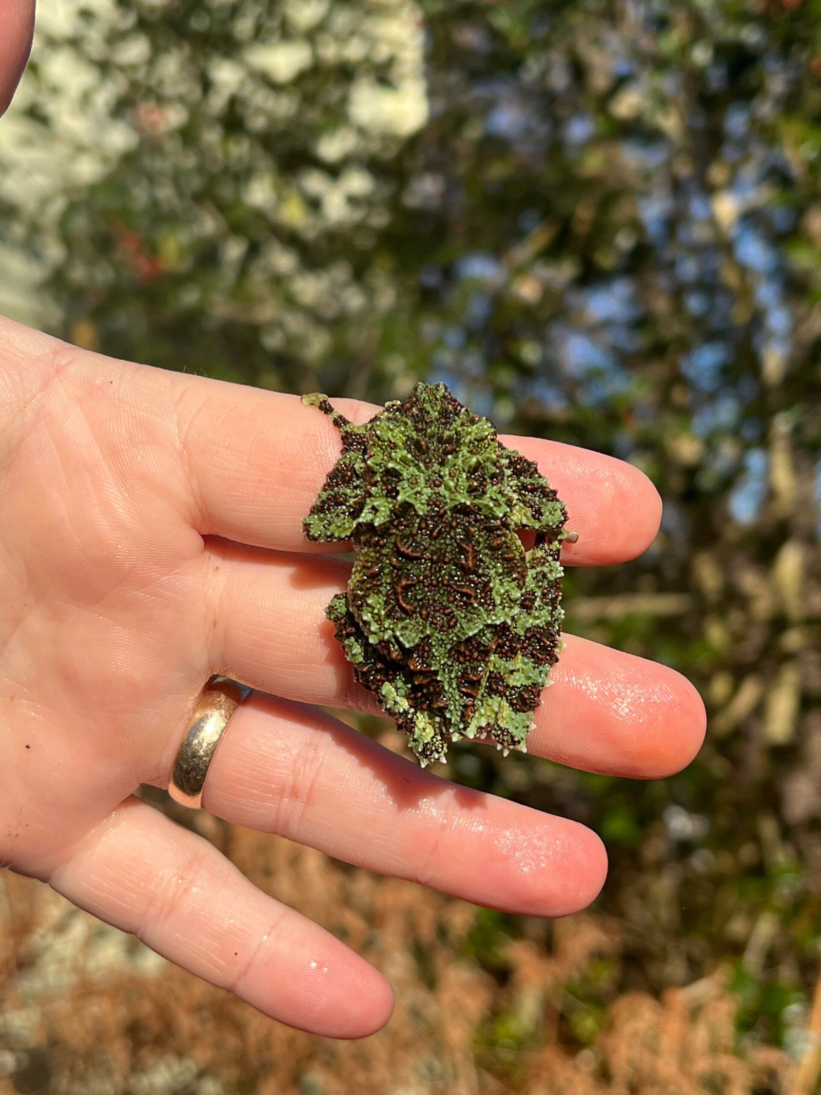 Vietnamese Mossy Tree Frog (Theloderma corticale) - Image 3