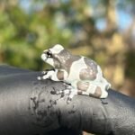 Amazon Milk Frog (Trachycephalus resinifictrix)