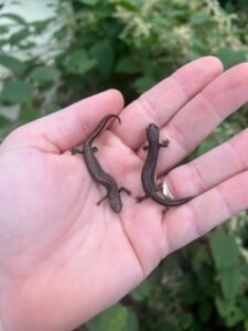 Danube crested newts (Triturus dobrogicus)