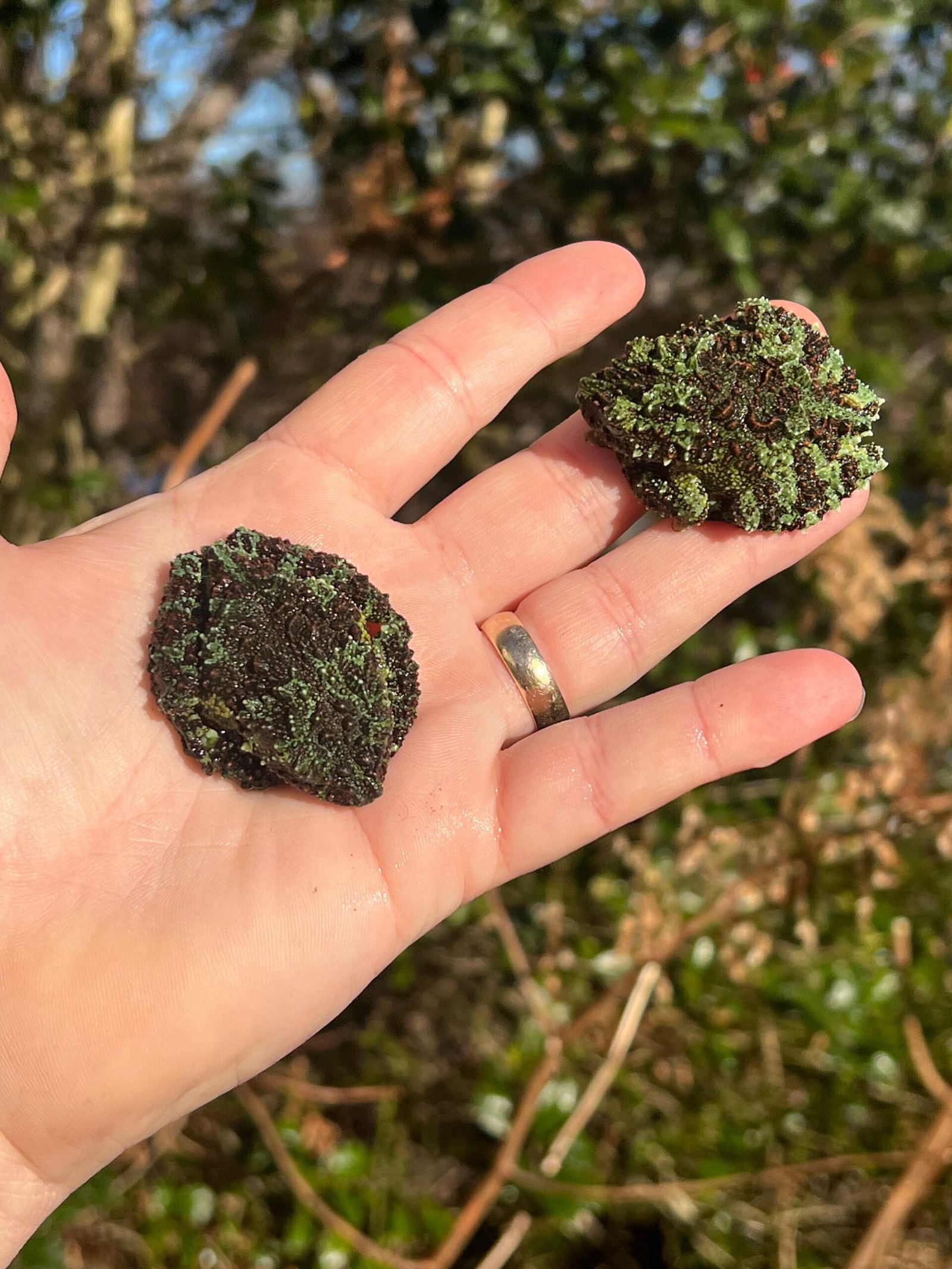Vietnamese Mossy Tree Frog (Theloderma corticale) - Image 5