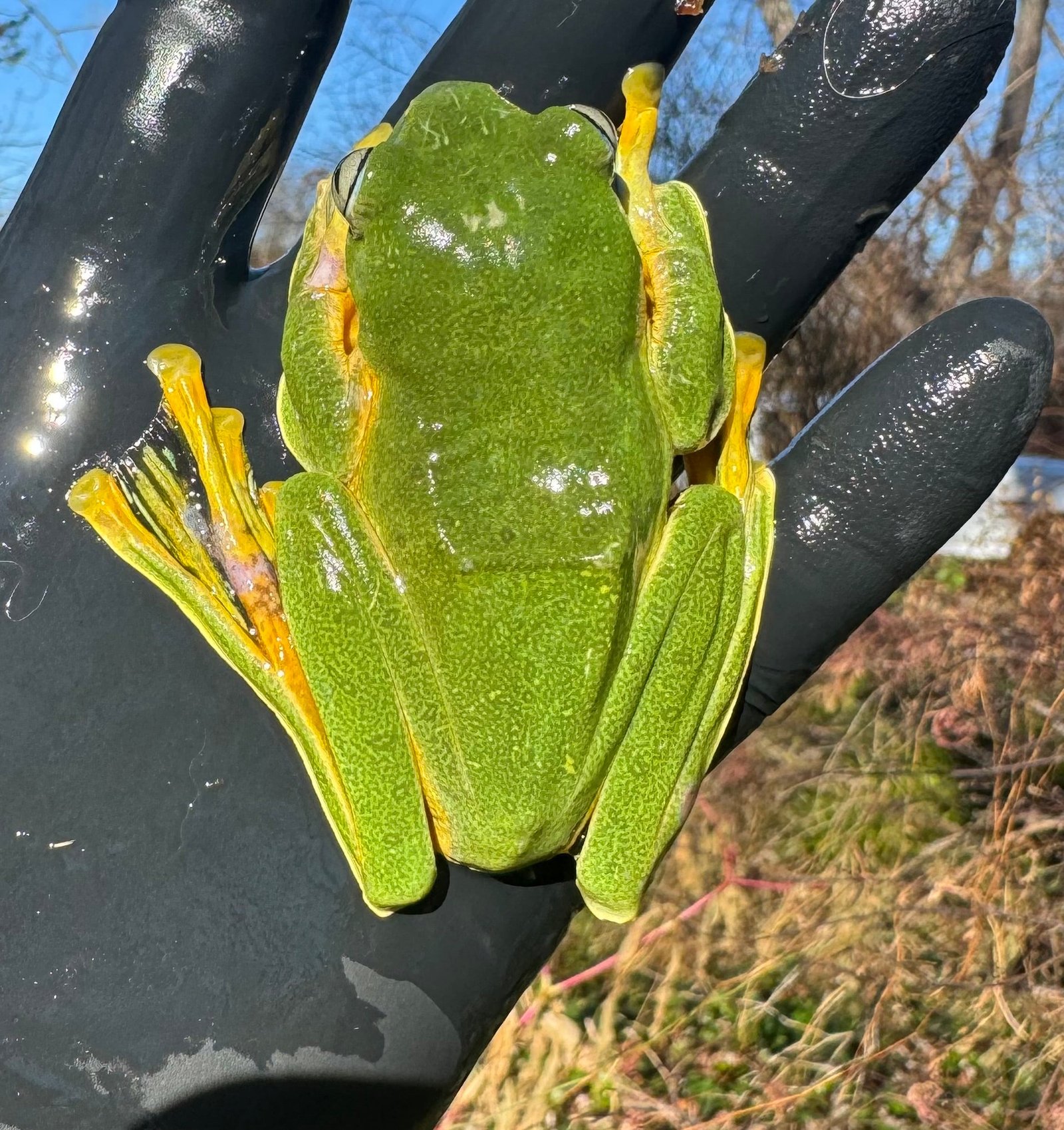 Black Webbed Flying Frog (Rhacophorus rheinwardti) - Image 3