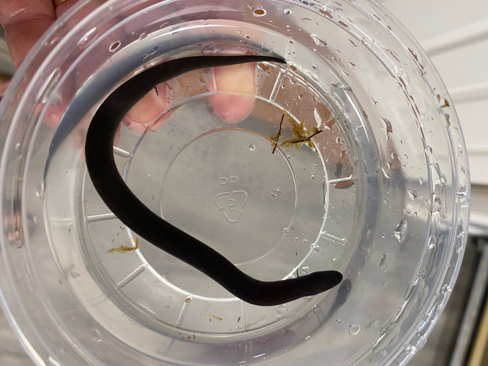Two Toed Amphiuma CB Babies (Amphiuma means) - Image 4