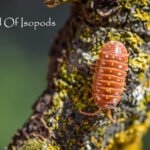 Orange Clowns sp. klungii