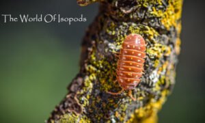 Orange Clowns sp. klungii