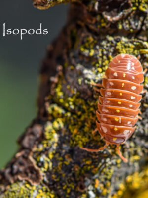 Orange Clowns sp. klungii