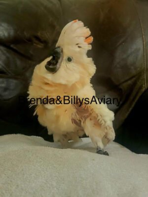 Cockatoo Moluccan AKA Salmon Crested