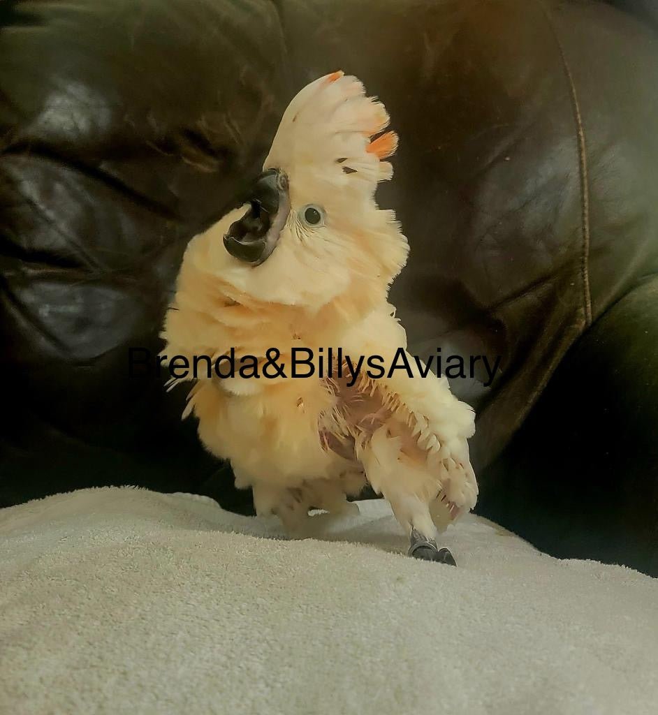 Cockatoo Moluccan AKA Salmon Crested