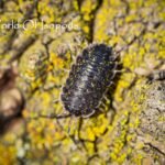 Porcellio Crete