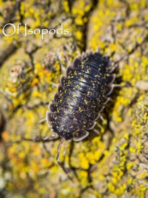 Porcellio Crete