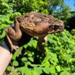 Suriname Giant Marine Toad Male #1 (Bufo marinus)