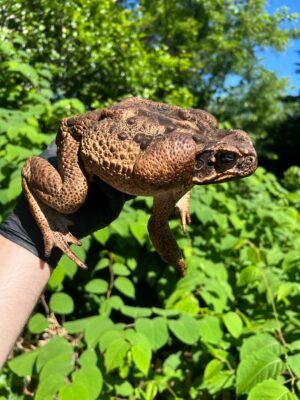Suriname Giant Marine Toad Male #1 (Bufo marinus)