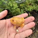 Mutant  Pacman Frog #5 (Ceratophrys cranwelli)