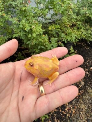 Mutant  Pacman Frog #5 (Ceratophrys cranwelli)