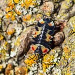 Ardentiella sp. Pastel