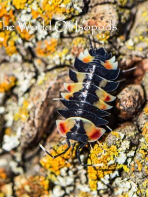 Ardentiella sp. Pastel