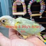 Conure Opa mint green cheek