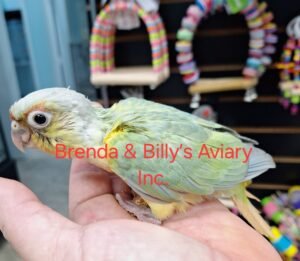Conure Opa mint green cheek