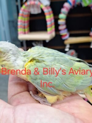 Conure Opa mint green cheek