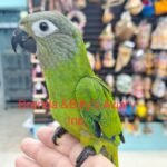 Conure Dusky