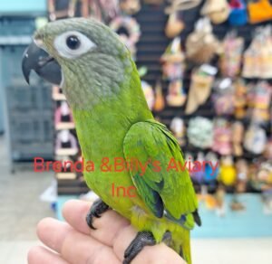 Conure Dusky