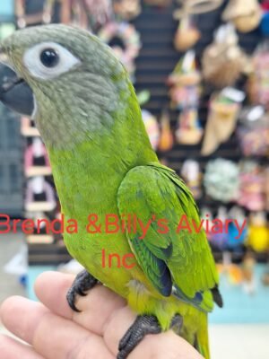 Conure Dusky