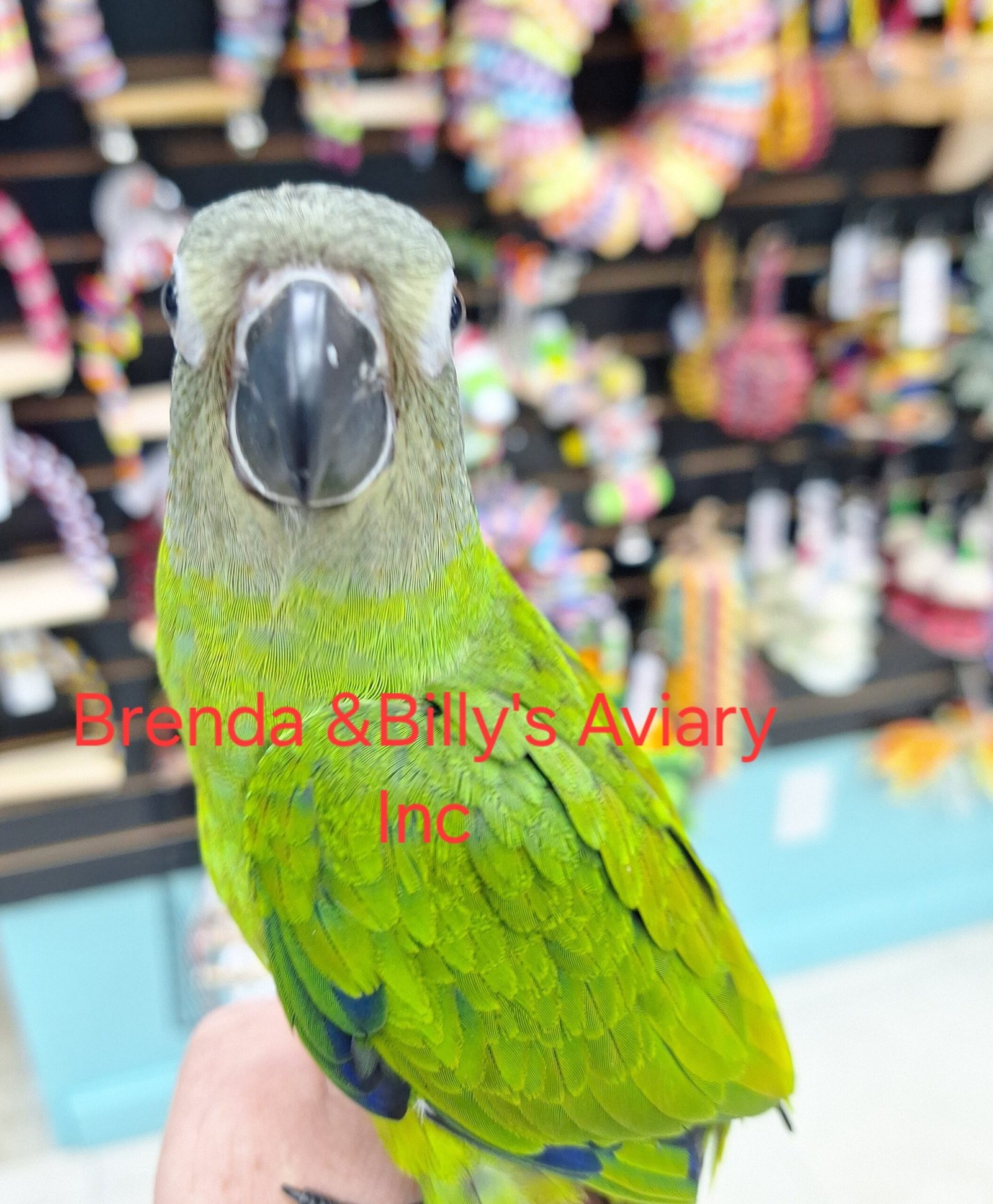 Conure Dusky - Image 2