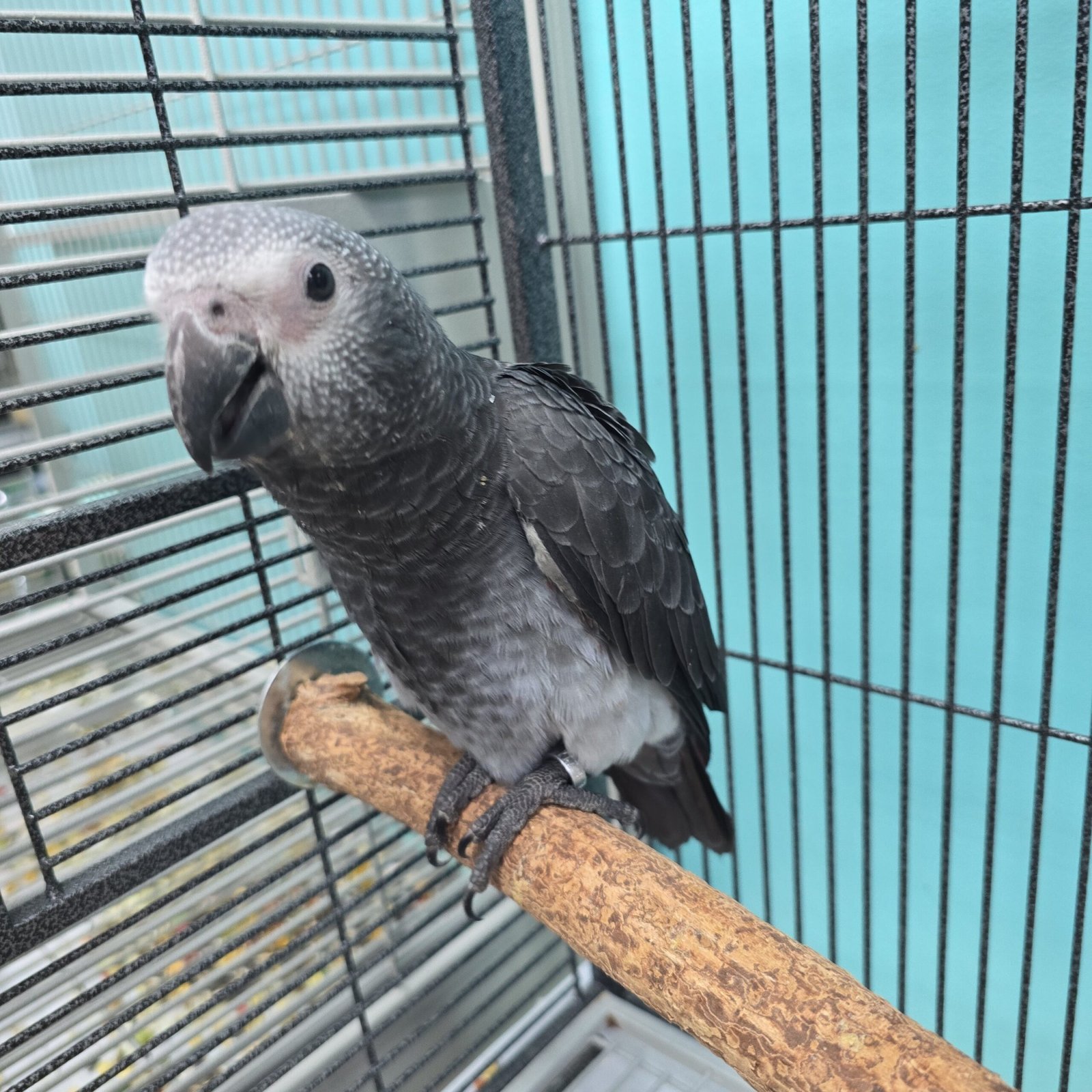 African grey parrot for sale