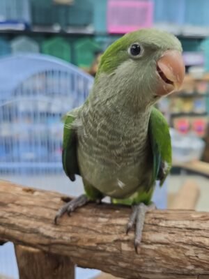 Quaker aka Monk Parakeet Green
