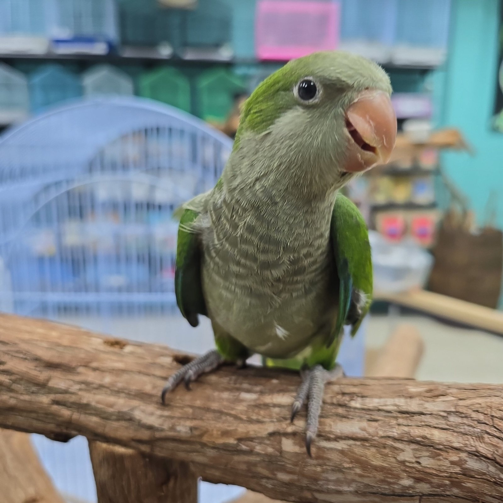 Quaker aka Monk Parakeet Green
