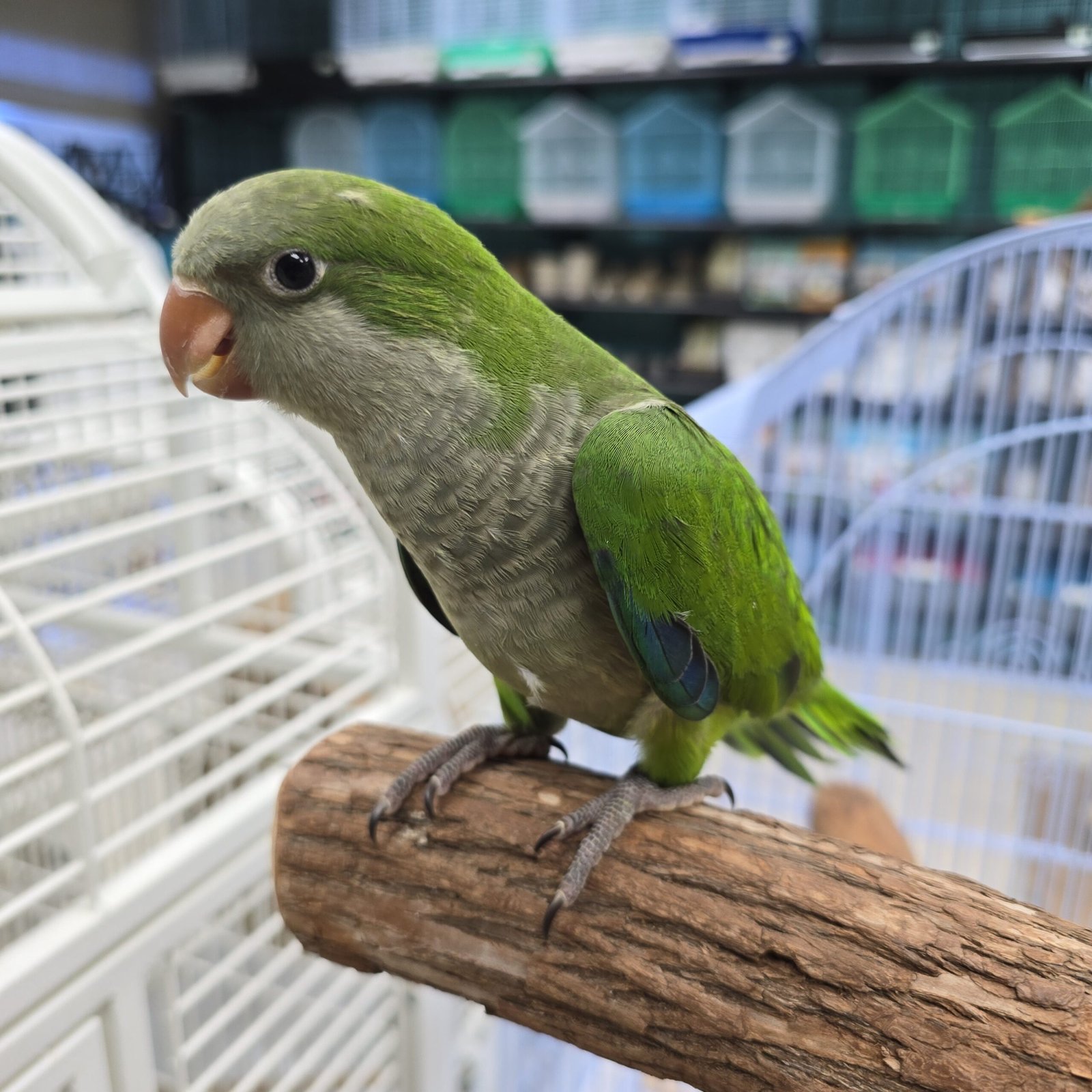 Quaker aka Monk Parakeet Green - Image 2