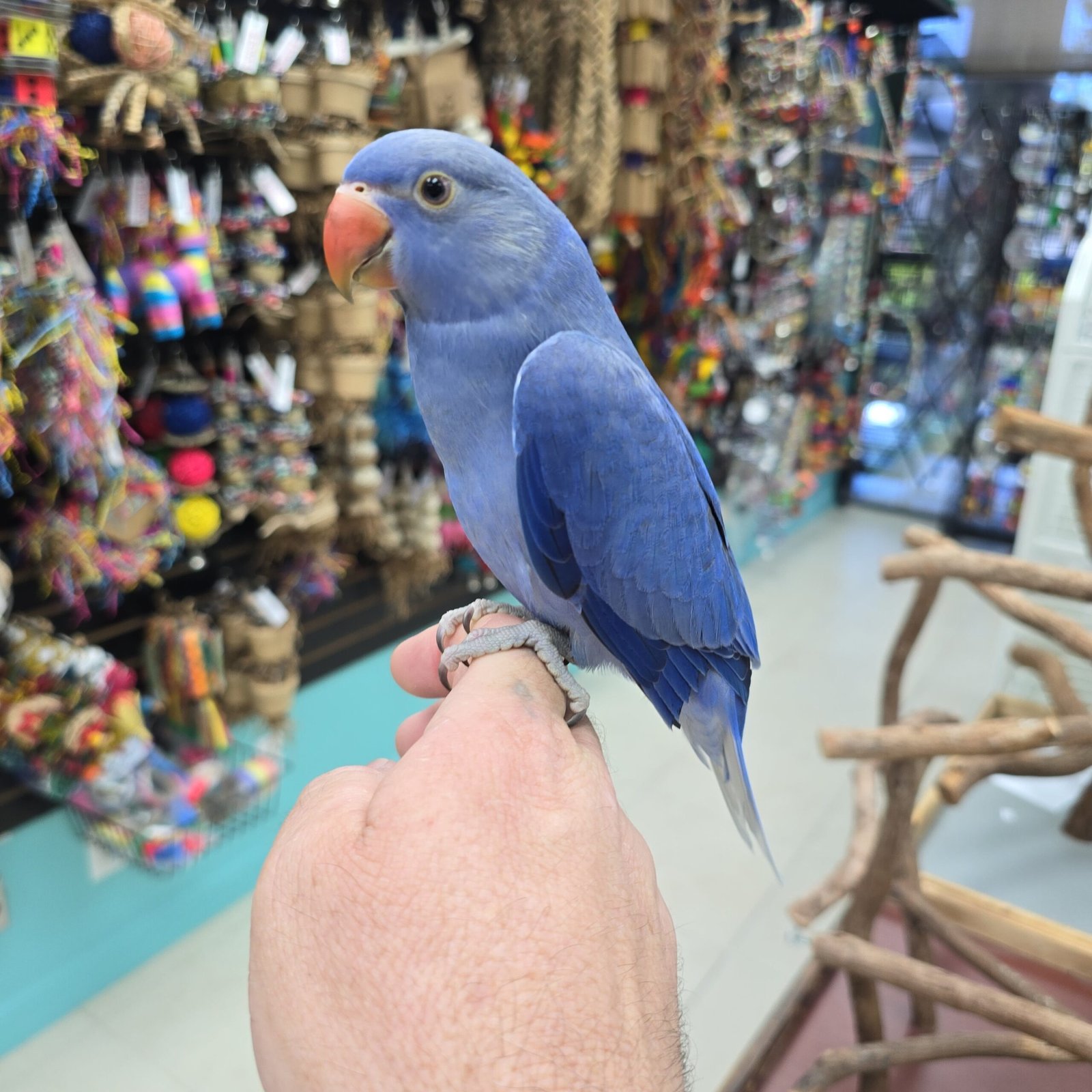 Indian Ringneck Violet aka Chatter-box parrot - Image 3