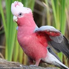 Cockatoo Galah aka Rose breasted - Image 3