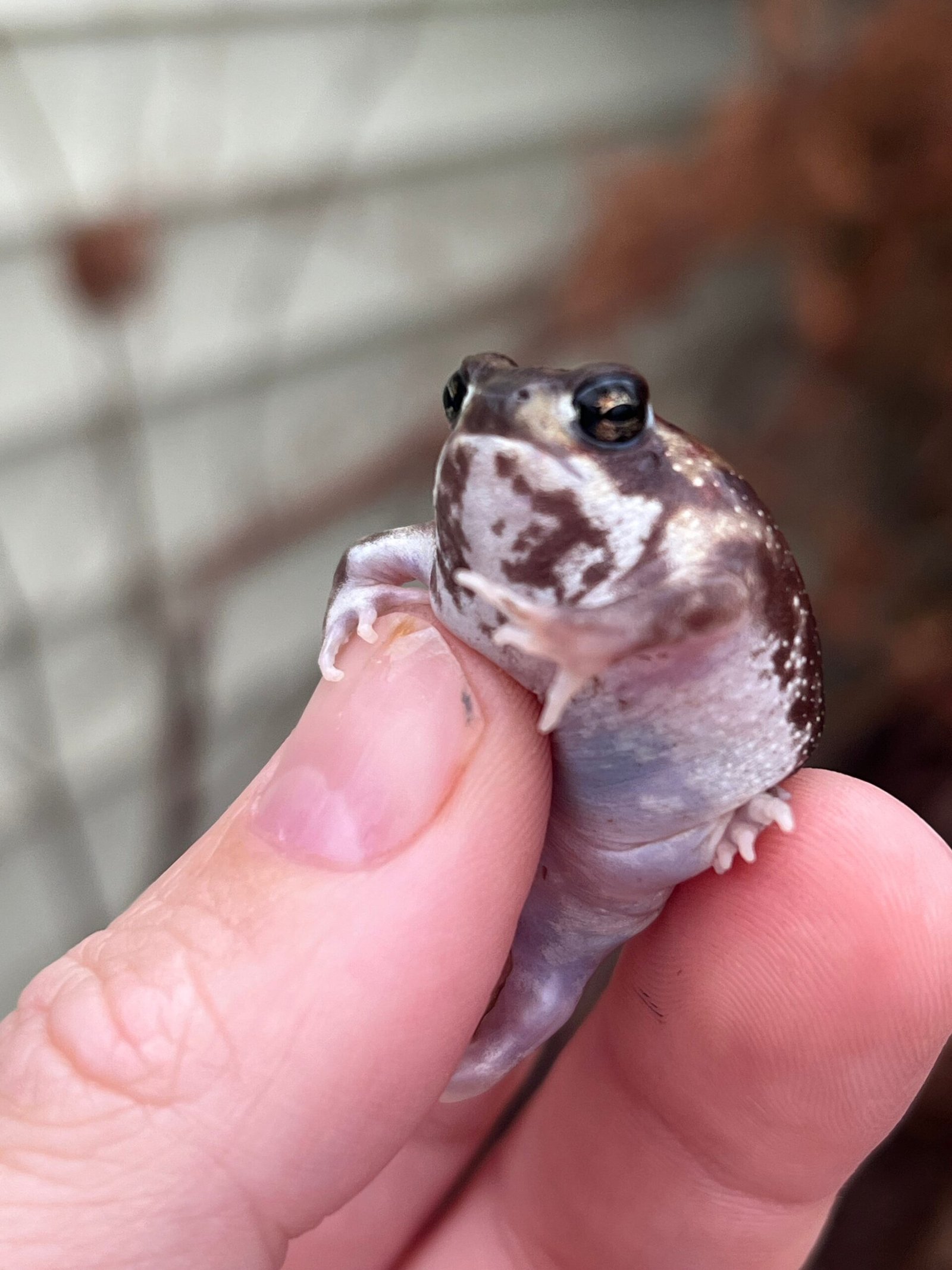 Mozambique Rain Frogs (Breviceps adspersus) - Image 3