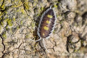 P. Succinctus