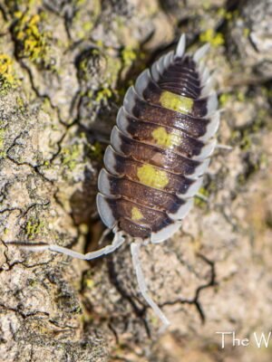 P. Succinctus