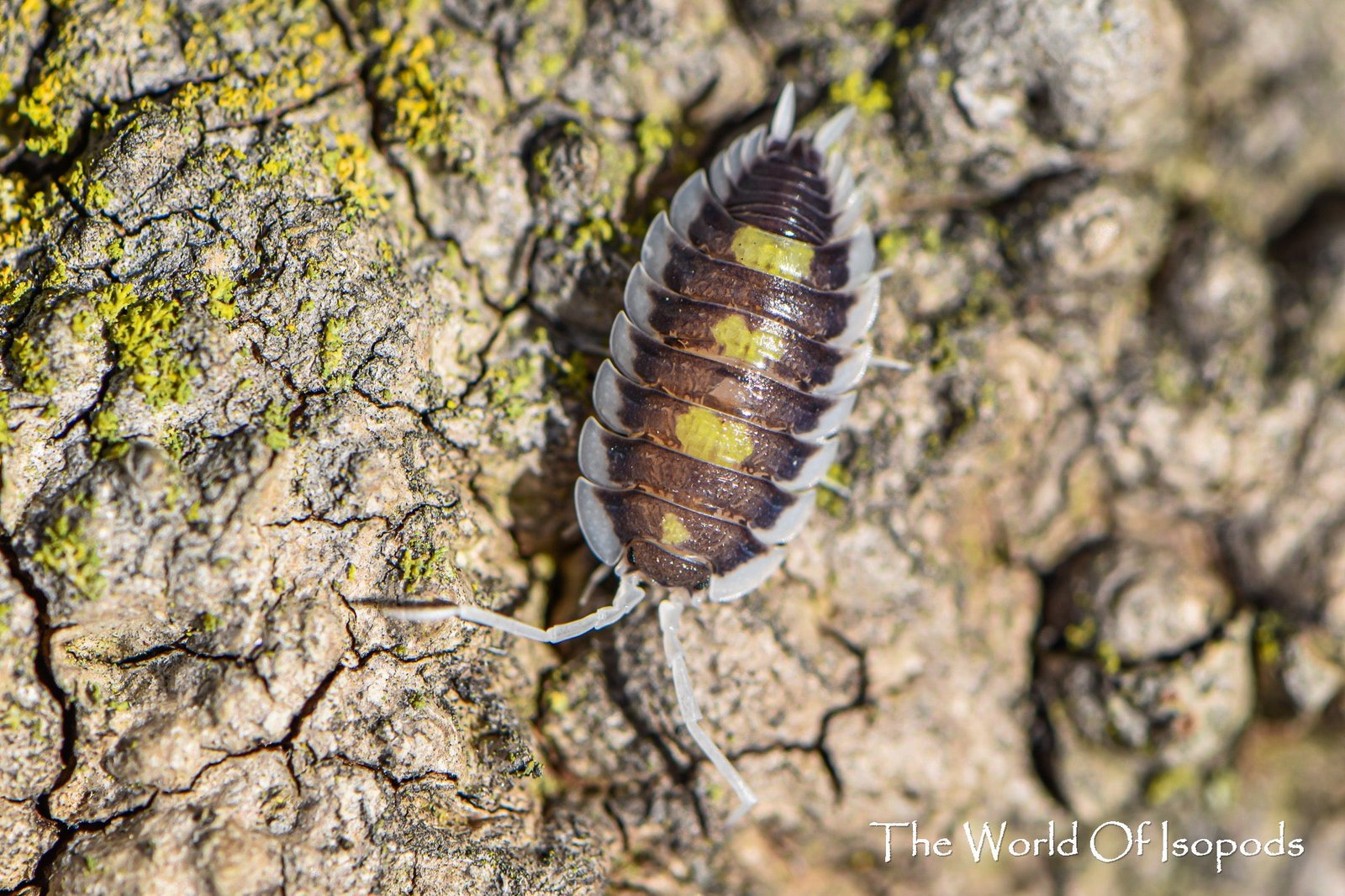 P. Succinctus
