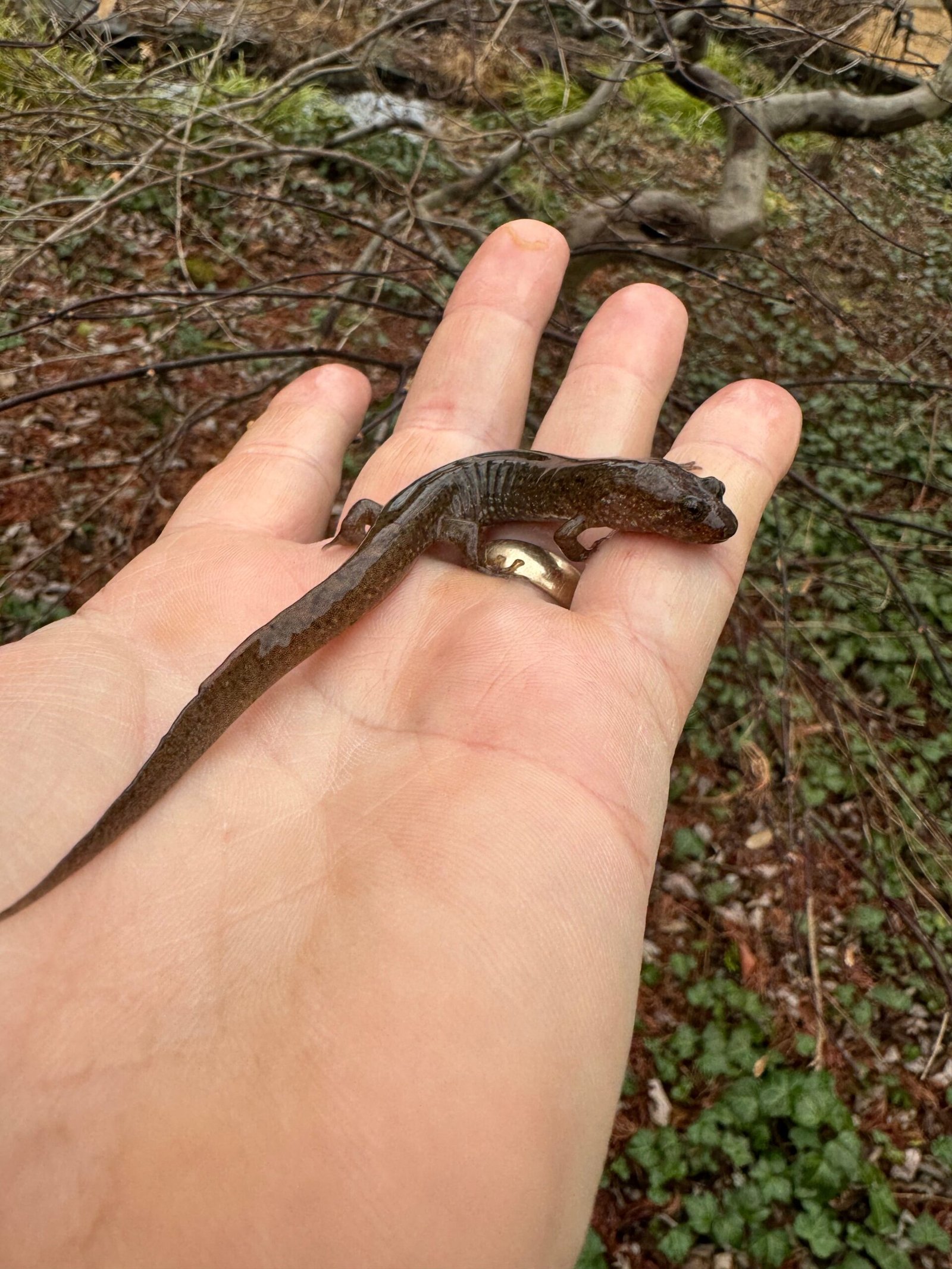 Seal Salamander (Desmognathus monticola) - Image 2
