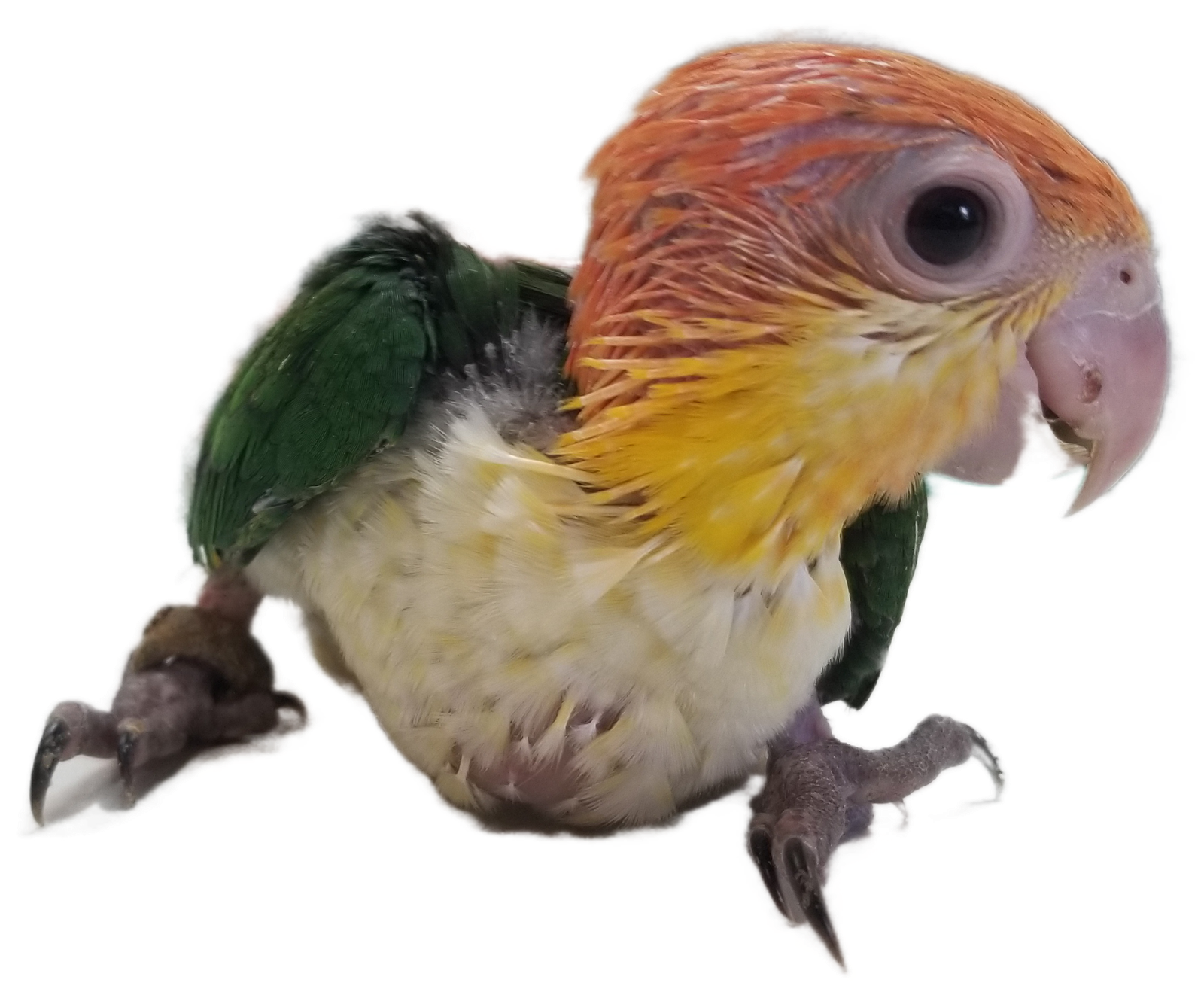 White Belly Caique - Image 2