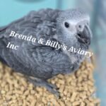 African Grey Timneh
