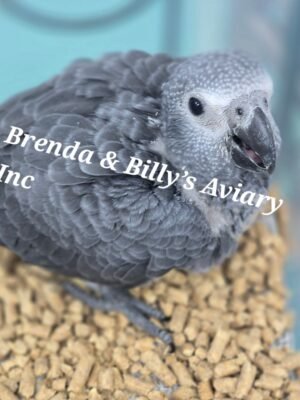 African Grey Timneh