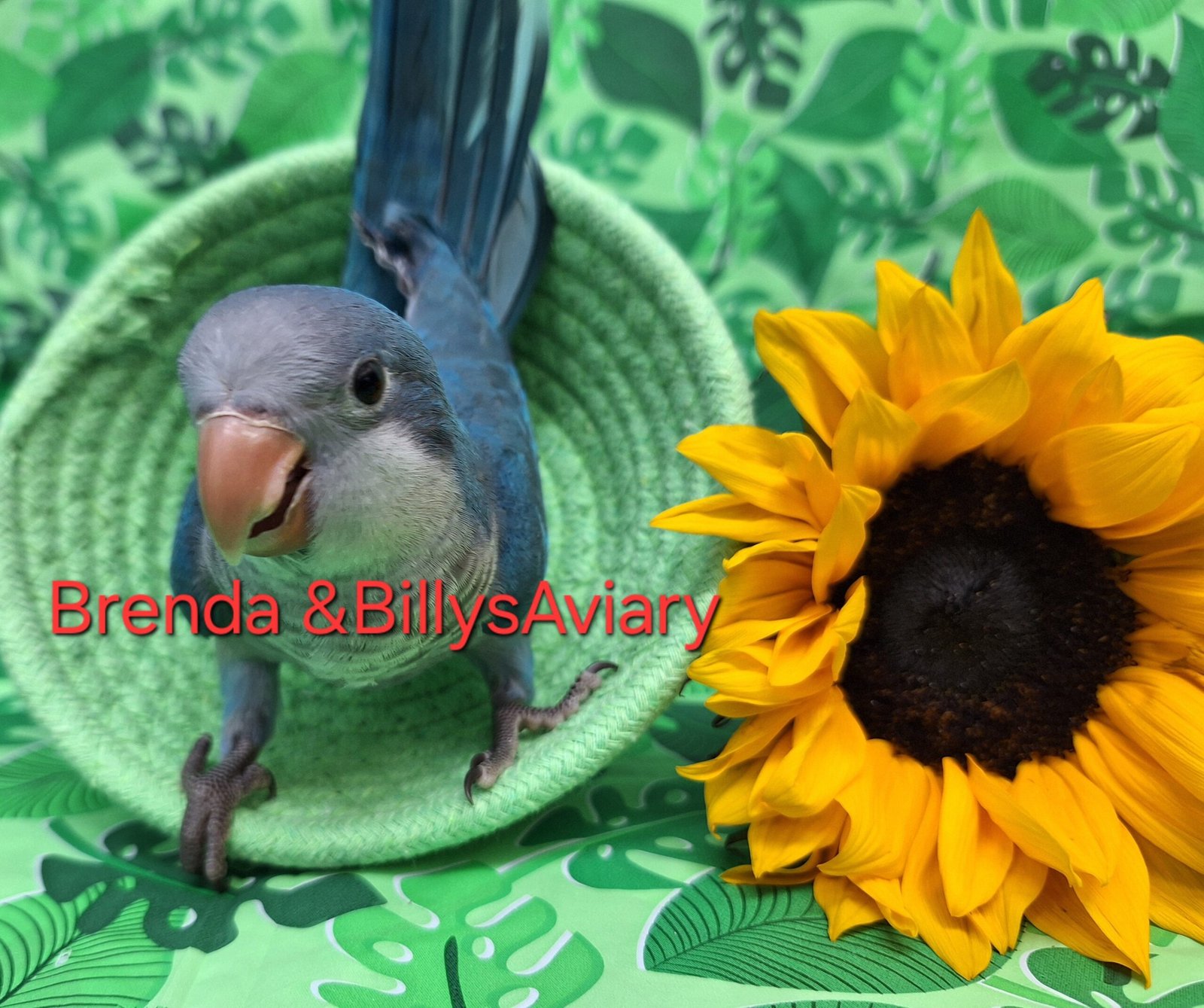 Quaker aka Monk Parakeet Blue - Image 3