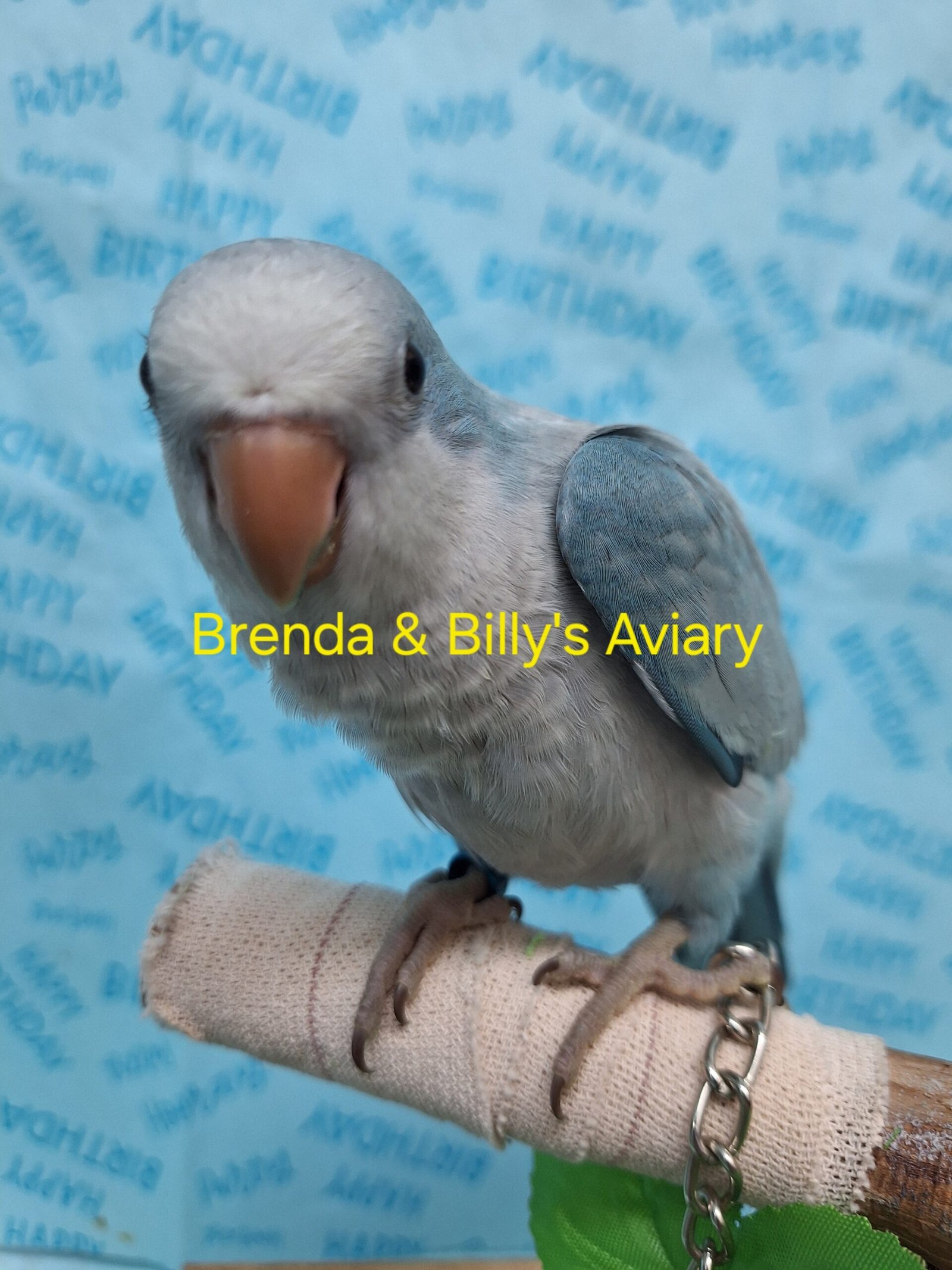Quaker aka Monk Parakeet Blue - Image 2
