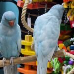Indian Ringneck Blue Harlequin aka Chatter-box parrot.
