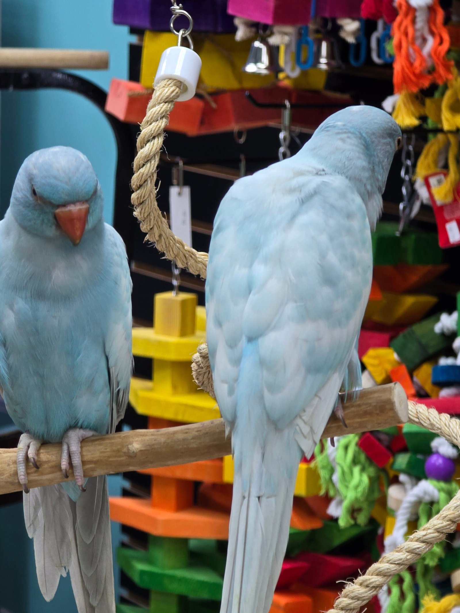 Indian Ringneck Blue Harlequin aka Chatter-box parrot.
