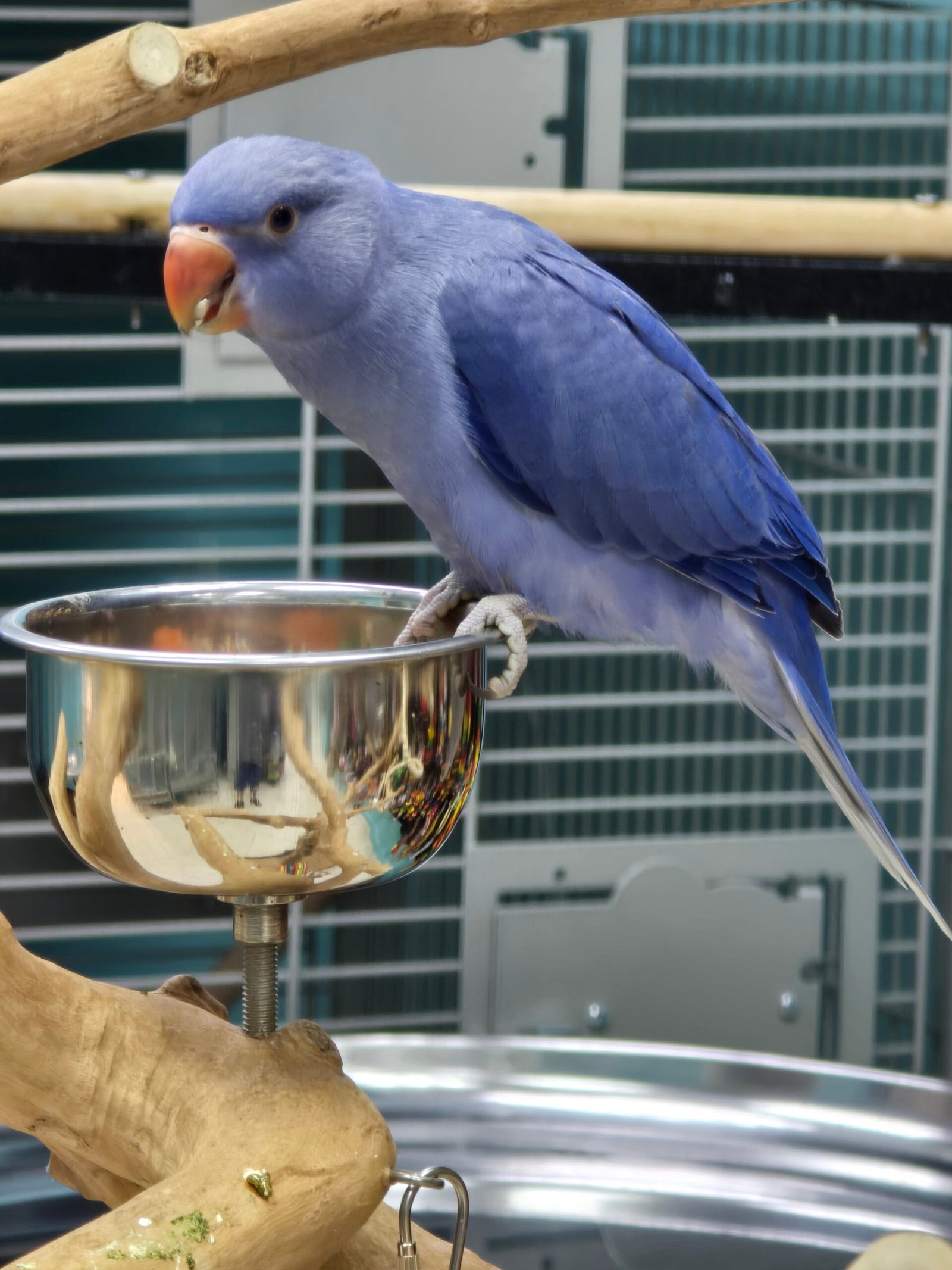 Indian Ringneck Violet aka Chatter-box parrot - Image 2