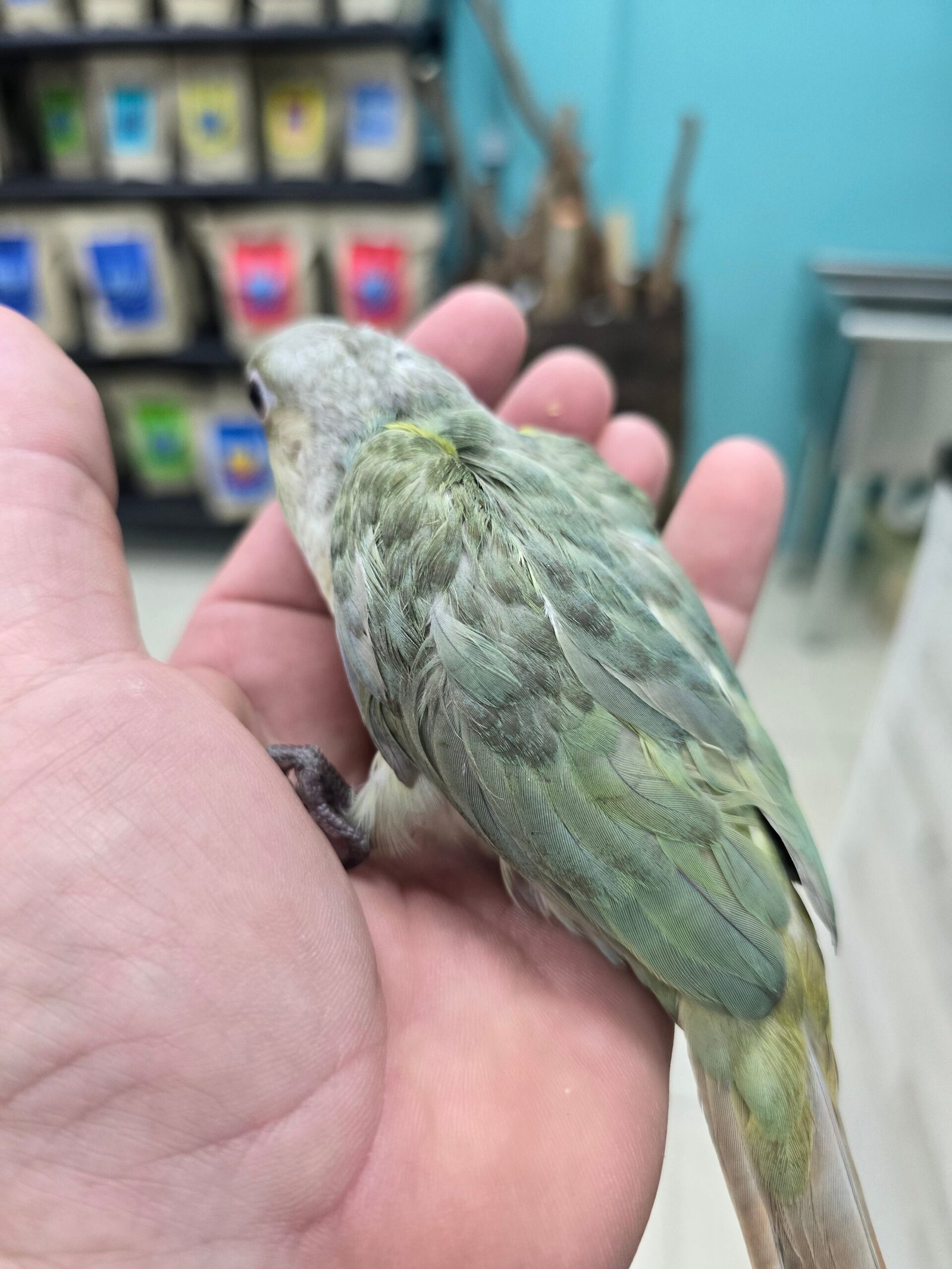 Conure Moon cheek - Image 3