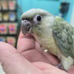 Conure Moon cheek